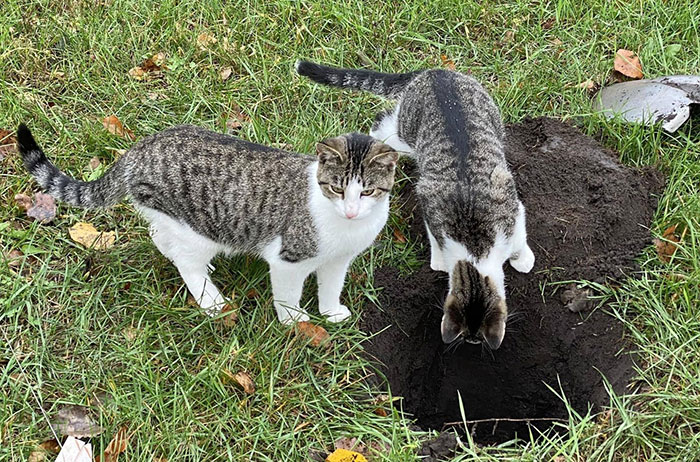 Two cats digging a hole in the grass 