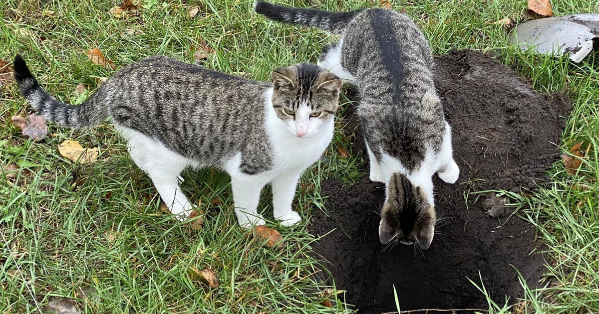 Why Do Cats Bury Their Poop and Do All Cats Instinctively Do This