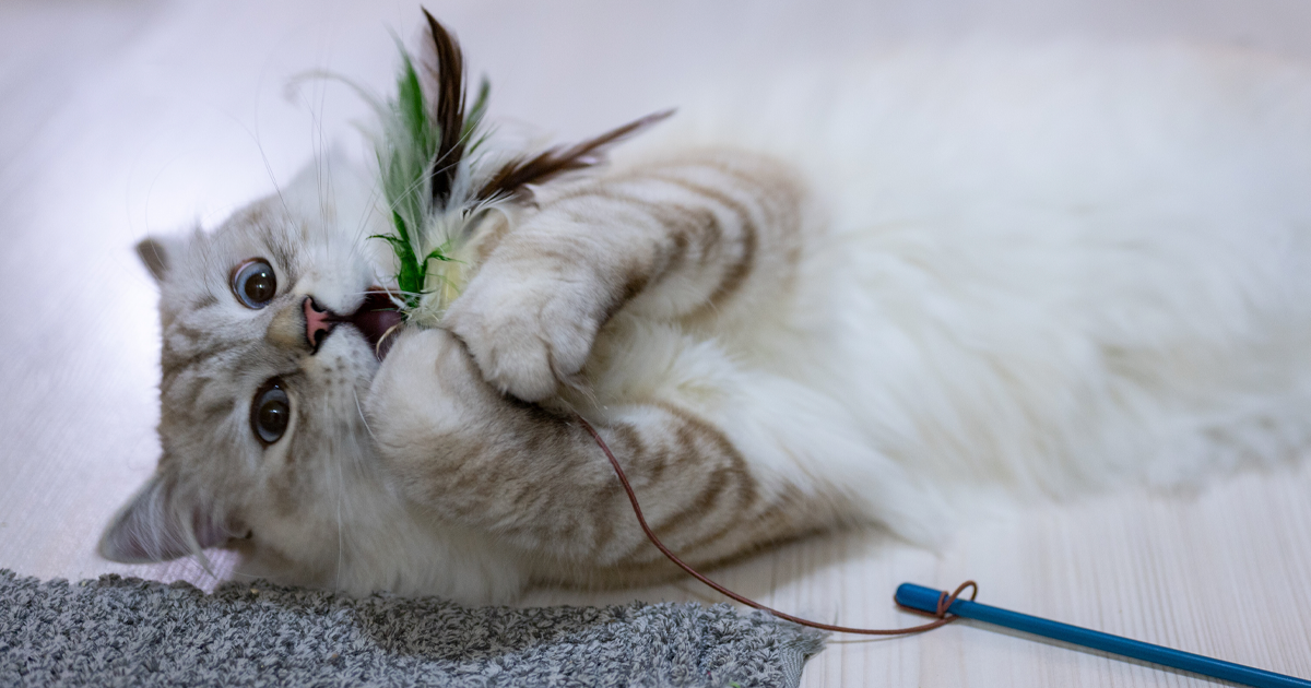 Why Do Cats Eat and Chew on Plastic? A Vet Tech’s Explanation Bored Panda