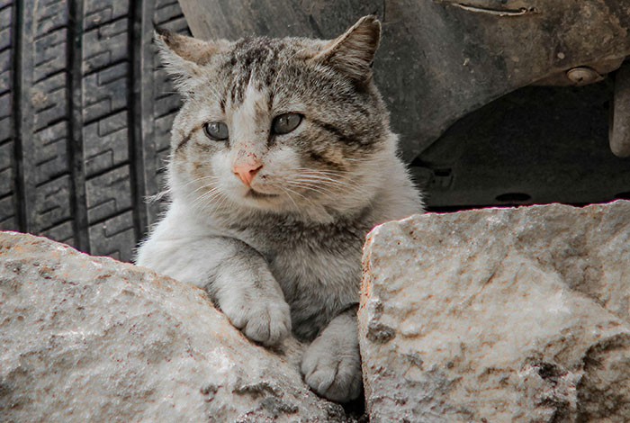 Cat with a wet nose resting on rocks, highlighting animal care. Cat with a wet nose resting on rocks, highlighting animal care.