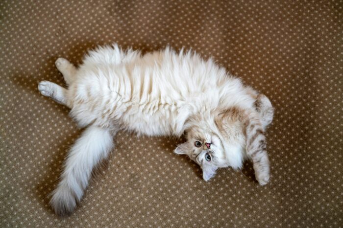 Fluffy female cat lying on its back on a dotted carpet, showcasing feline behavior. Fluffy female cat lying on its back on a dotted carpet, showcasing feline behavior.