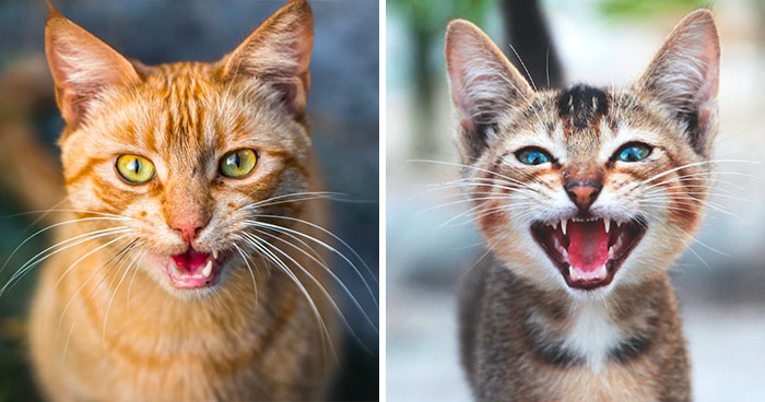 Why Do Female Cats Scream When Mating: Exploring Feline Behavior