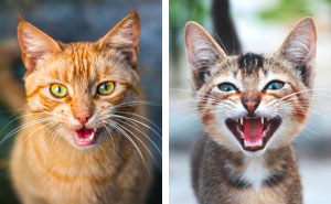 Why Do Female Cats Scream When Mating: Exploring Feline Behavior