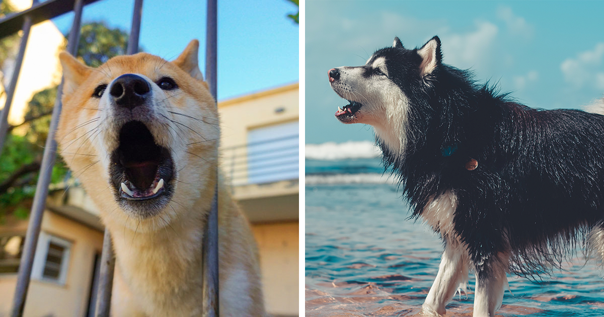 Picture of Understanding Why Do Dogs Bark: Reasons and How to Stop It | Bored Panda
