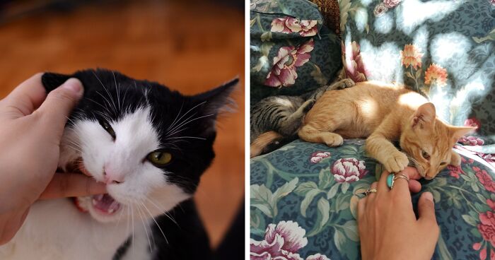 Why Does My Cat Chew on My Fingers? Vet Insights