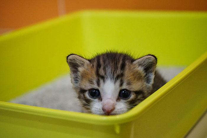 Kitten sitting in a bright yellow litter box, highlighting litter box use for cats. Kitten sitting in a bright yellow litter box, highlighting litter box use for cats.