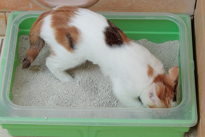 Cat using a litter box with green sides, digging in the litter. Cat using a litter box with green sides, digging in the litter.