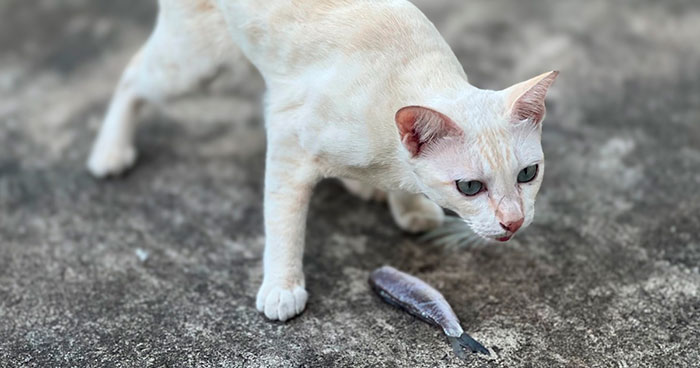 Why Cats Throw Up Undigested Food: Causes and Solutions