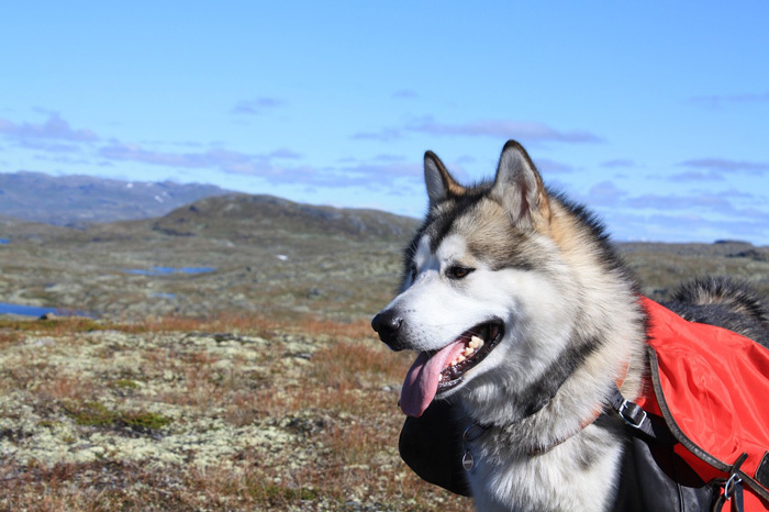 Alaskan Malamute on the background of the field and the sky