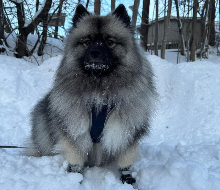 Keeshond dog sitting on the snow
