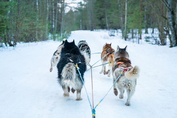 Closeup of dogs sledding tour in the winter forest during daylight