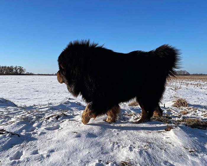 Tibetan Mastiff dog on the snow