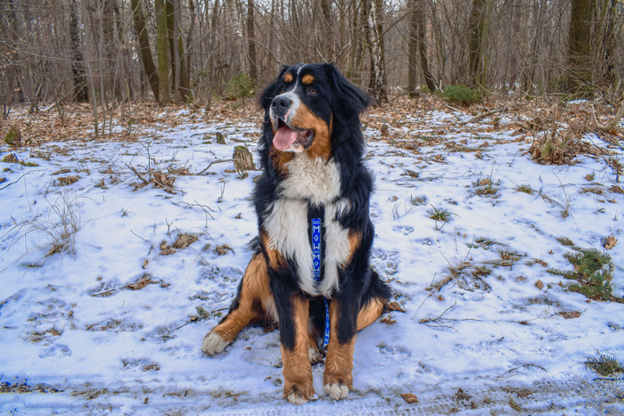 Bernese Mountain Dog sitting on the snow in the forest