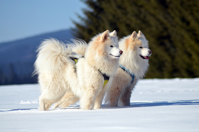 two Samoyed dogs on the snow