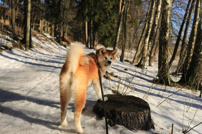 Akita dog standing on top of a snow covered ground
