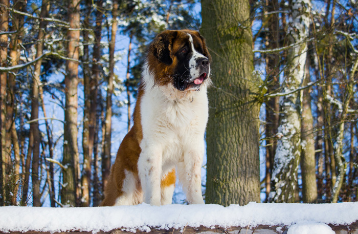 Saint Bernard dog on snow covered ground