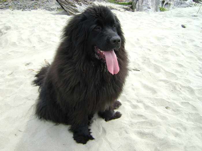 Newfoundland dog sitting on the sand