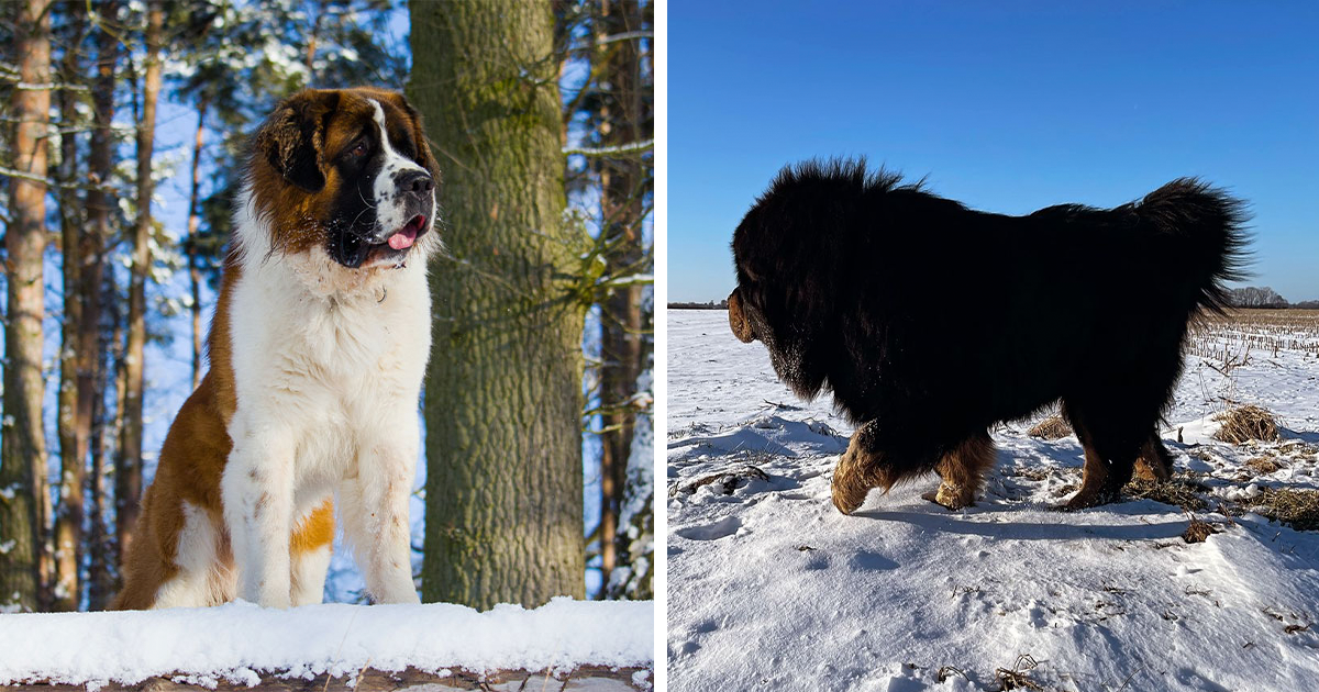 10 Best Winter Dog Breeds for Cold Climates Bored Panda