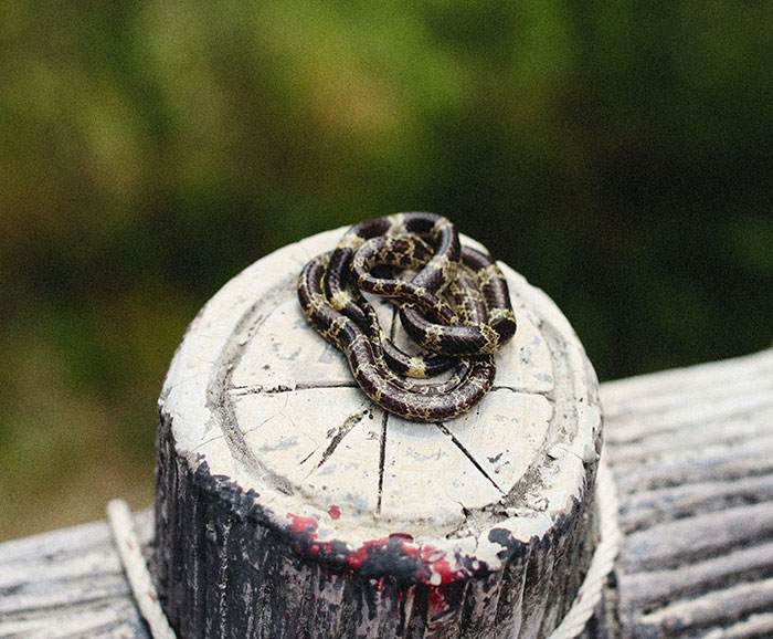 Close-up of a Small Snake on a Wood