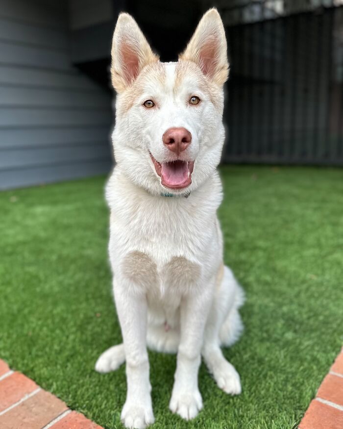 Finding Freedom: Buckley, The Dog Bound To A Pole, Embraces A Forever Home