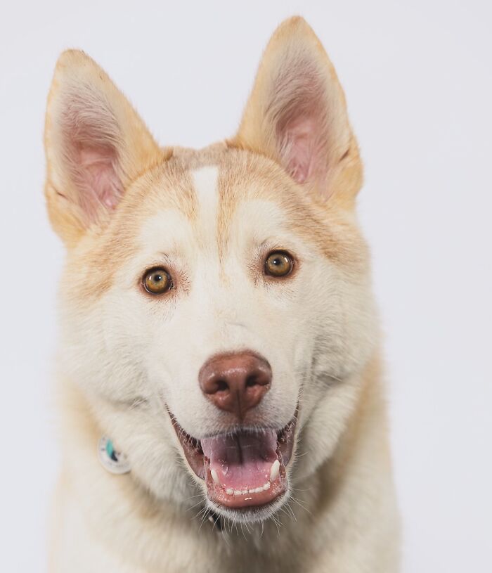 Finding Freedom: Buckley, The Dog Bound To A Pole, Embraces A Forever Home