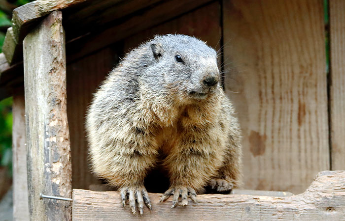 Crowd Witnesses Historic Groundhog Day As Punxsutawney Phil Doesn’t See His Shadow