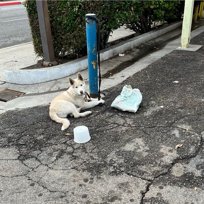 Finding Freedom: Buckley, The Dog Bound To A Pole, Embraces A Forever Home Finding Freedom: Buckley, The Dog Bound To A Pole, Embraces A Forever Home