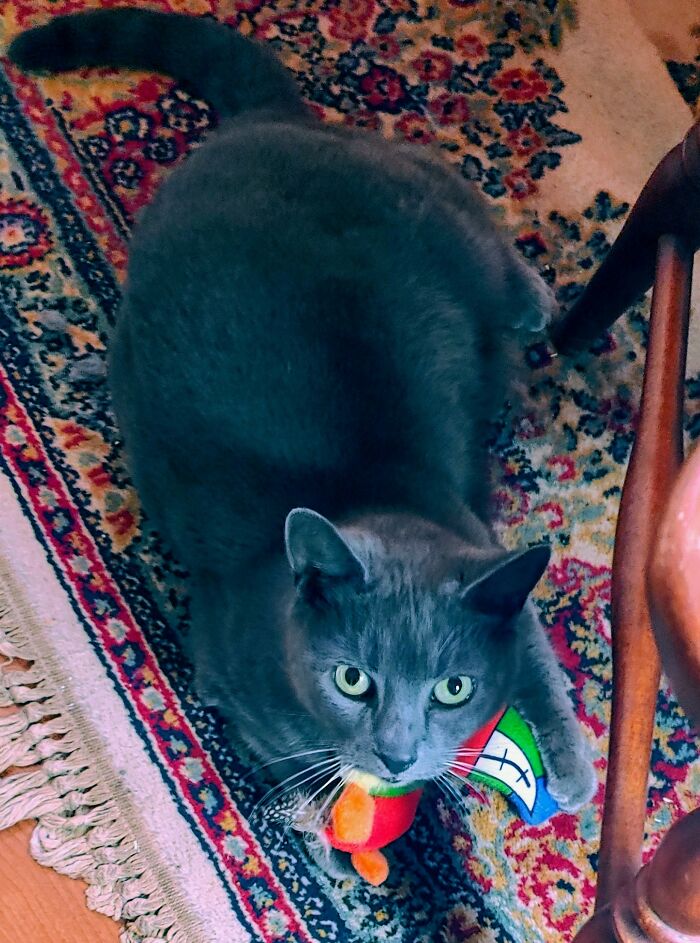 This Big Sweet Girl Is Baba Yaga. She's So Affectionate And Loves Nothing More Than To Cuddle. She Loves Everyone, But My Boyfriend Is Her One True Love And She Gets So Jelly If I Take Up Too Much Of His Time