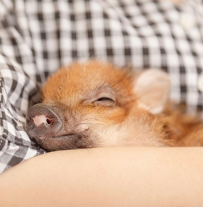 Pigs At This Cafe In Tokyo Are Called “Buta-San,” And They Trot Around Looking For Pets Pigs At This Cafe In Tokyo Are Called “Buta-San,” And They Trot Around Looking For Pets