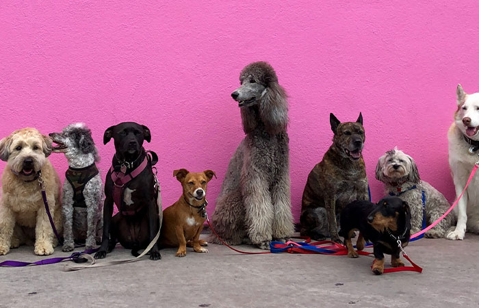 New Study Of 150 Dog Breeds Finds Size, Gender, And Nose Shape All Correlate With Dog Lifespan New Study Of 150 Dog Breeds Finds Size, Gender, And Nose Shape All Correlate With Dog Lifespan