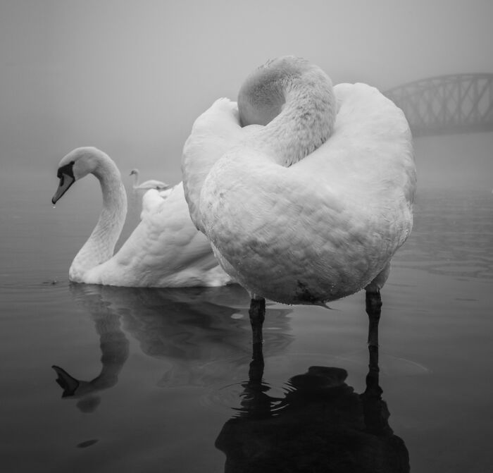 1st Place Winner: "The Beauty Of Swans" (Series) By Peter Čech