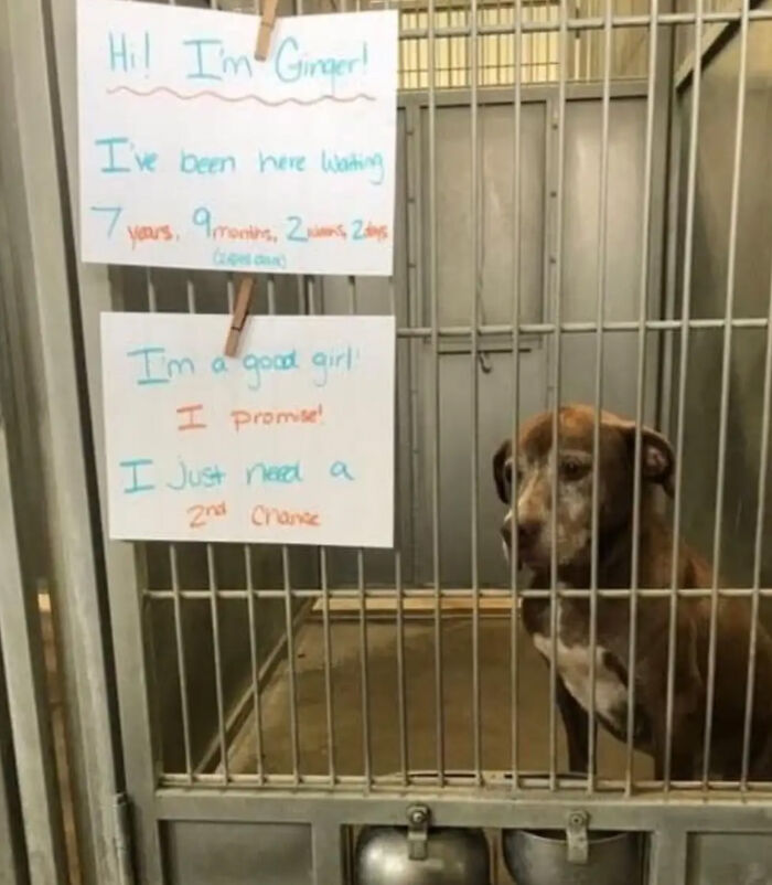 Elderly Dog’s Life Finally Began After She Got Adopted After Waiting For Over 7 Years