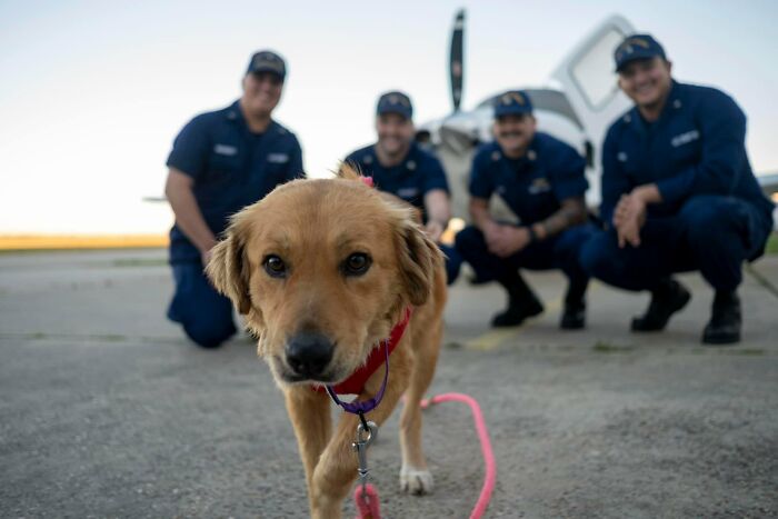 Saved After 8 Days In A Shipping Container, Connie The Dog Is Revealed To Be Expecting