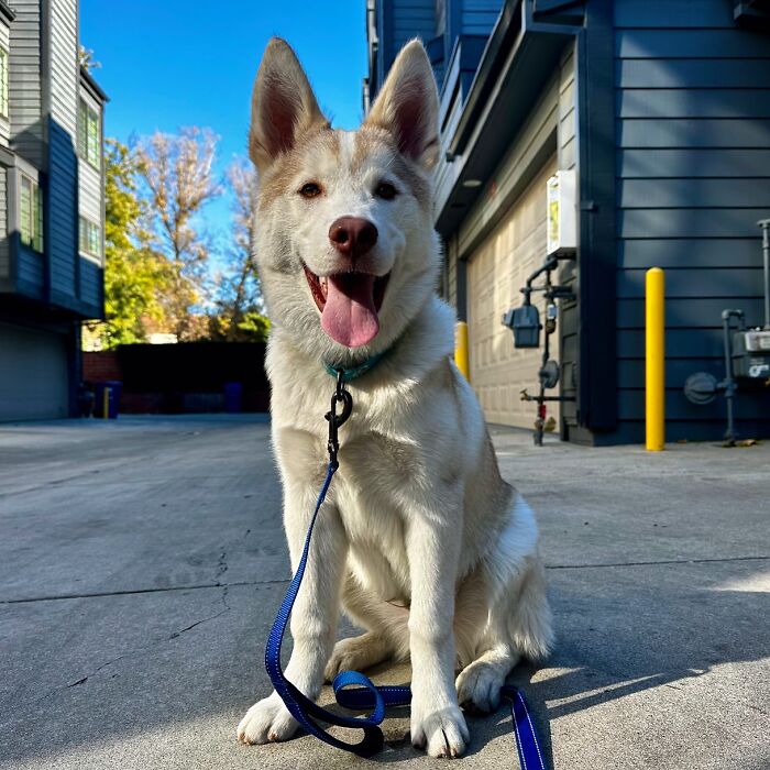 Finding Freedom: Buckley, The Dog Bound To A Pole, Embraces A Forever Home