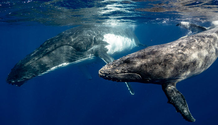Scientists Are “Super-Excited” After New Study Reveals How Whales Actually Communicate