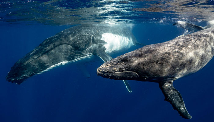 Scientists Are “Super-Excited” After New Study Reveals How Whales Actually Communicate Scientists Are “Super-Excited” After New Study Reveals How Whales Actually Communicate