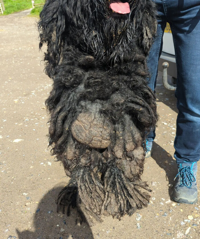 Barney The Dog Relieved After Rescuers Shave Off 7.8 Kg Of Matted Fur Barney The Dog Relieved After Rescuers Shave Off 7.8 Kg Of Matted Fur