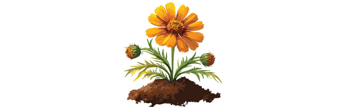 Illustration of coreopsis in soil Illustration of coreopsis in soil