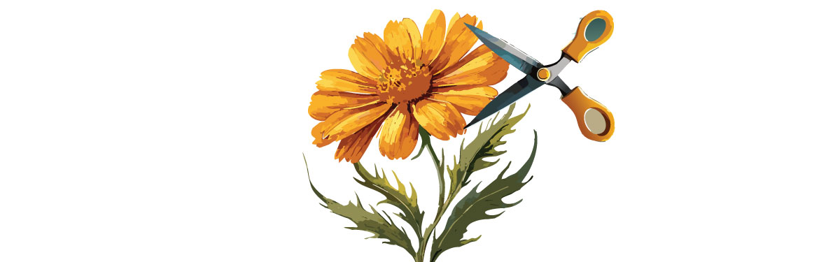 Illustration of coreopsis with scissors Illustration of coreopsis with scissors