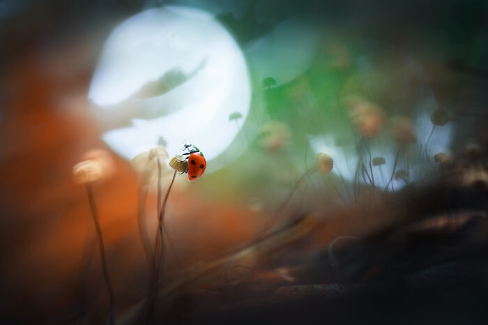 "Ladybug" By Georgi Georgiev