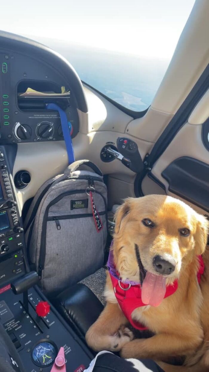 Connie The Container Dog Has Been Hiding An Adorable Surprise