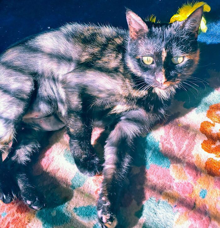 This Is Cinder. She's A Chatty Playful Girl Who Likes To Act Tough. But She's Really A Sweetie