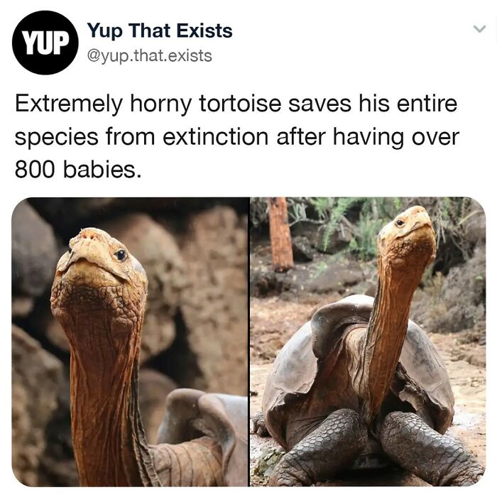 Not All Heroes Wear Capes 🐢