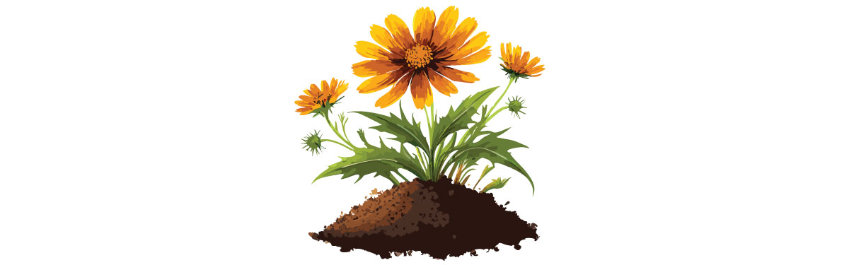 Illustration of coreopsis in soil Illustration of coreopsis in soil