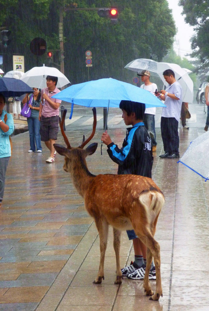 At Nara, This Morning In The Rain, I Saw This Kid Sharing His Umbrella With A Deer. It Melted My Heart