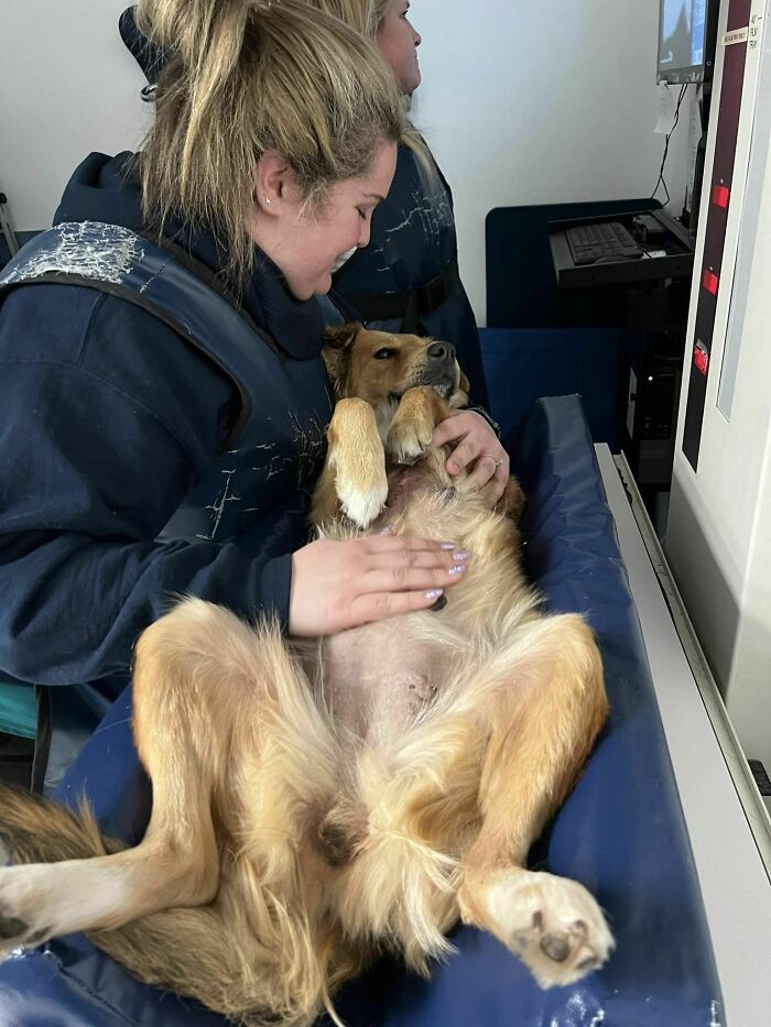 Saved After 8 Days In A Shipping Container, Connie The Dog Is Revealed To Be Expecting
