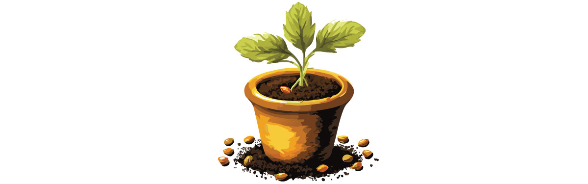 Illustration of coreopsis seeds in pot Illustration of coreopsis seeds in pot