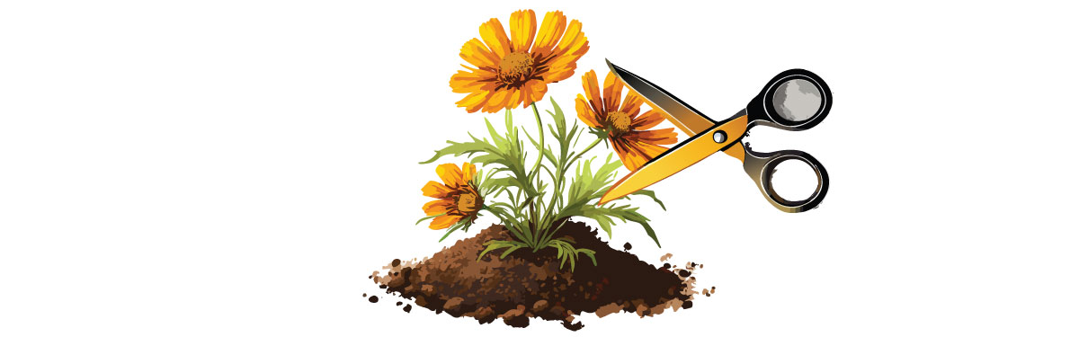 Illustration of coreopsis with scissors