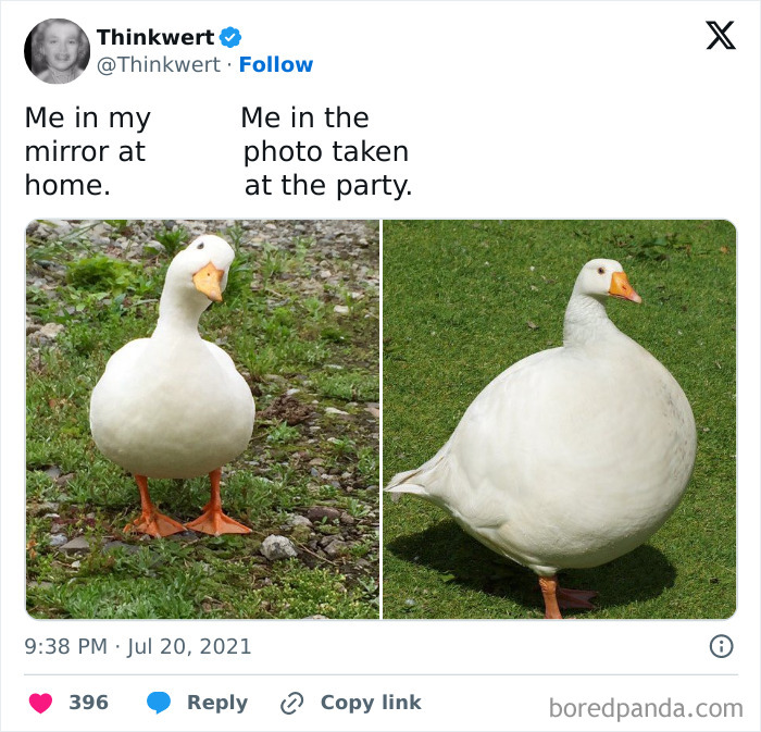 Funny-Bird-Memes