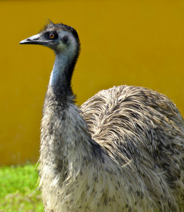 35 Fascinating Things About Australia That Shocked Visitors